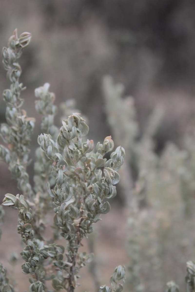 Mound Saltbush photo 3