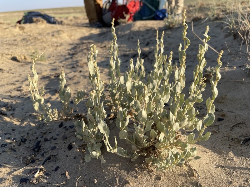 Mound Saltbush photo 4