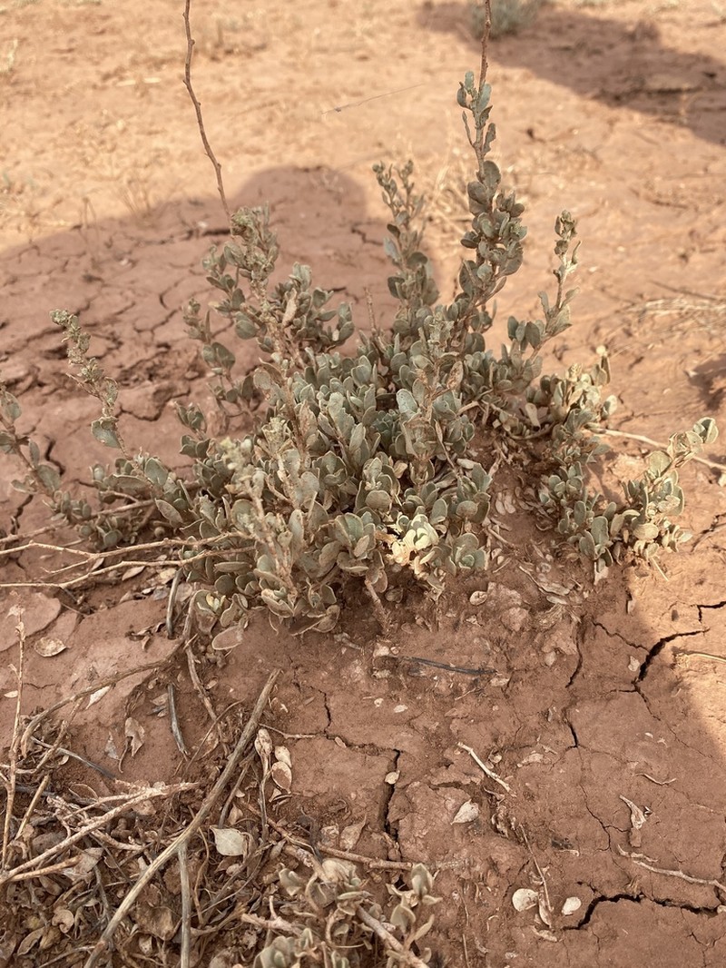 Mound Saltbush photo 5