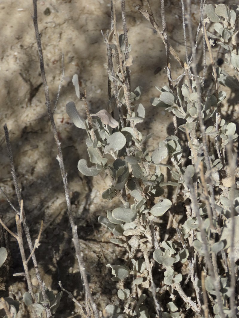 Mound Saltbush photo 6