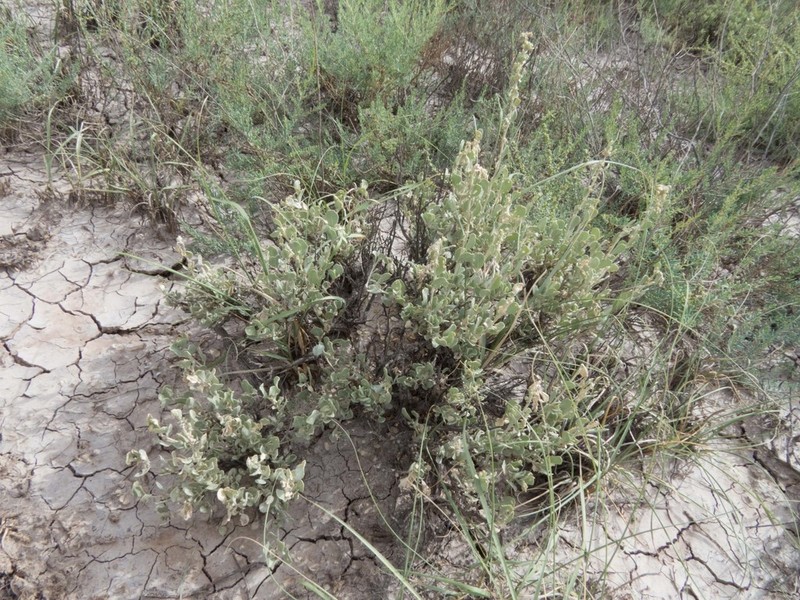 Mound Saltbush photo 7