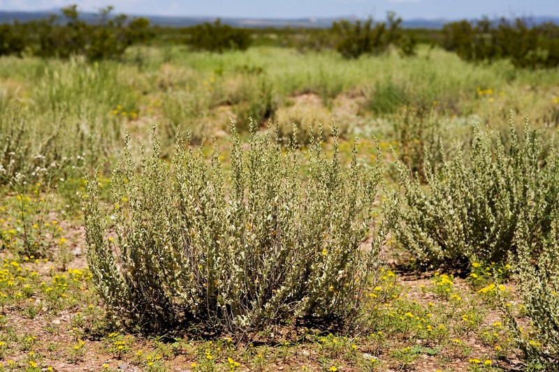 Mound Saltbush photo 8