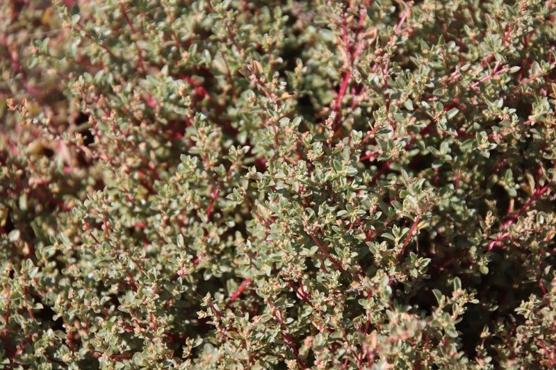 Davidson's Saltbush