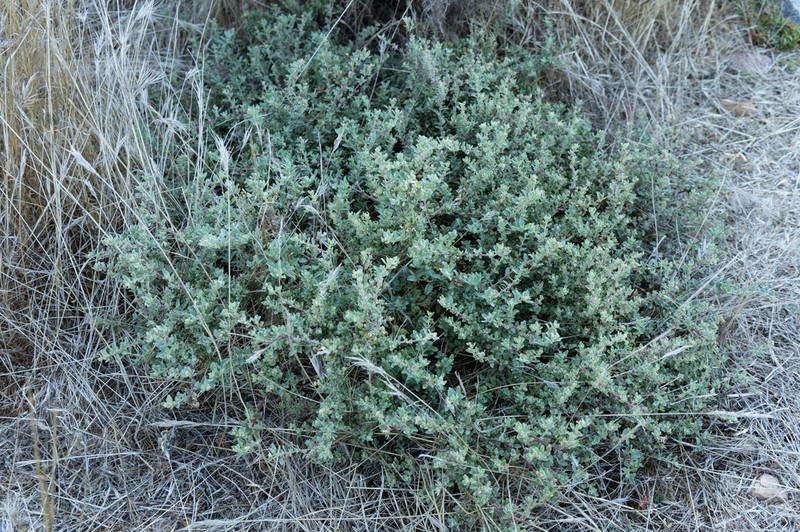 Davidson's Saltbush photo 3