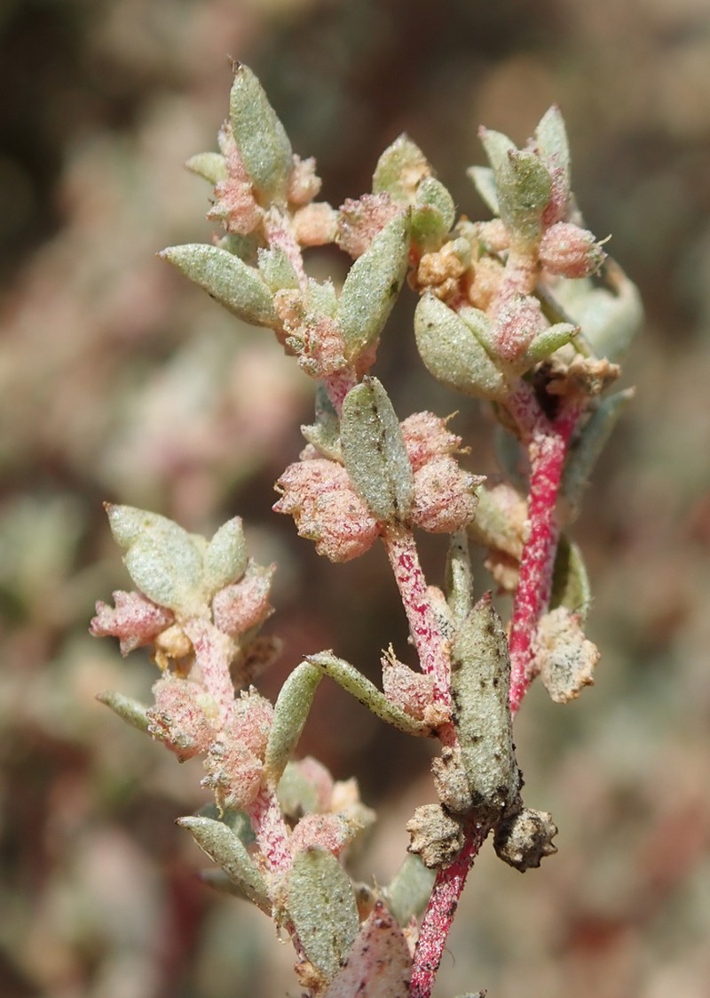 Davidson's Saltbush photo 4