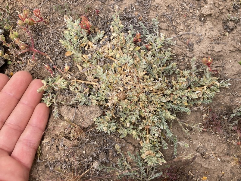 Davidson's Saltbush photo 5