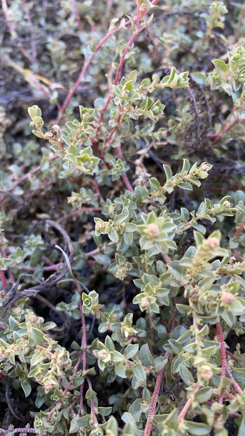 Davidson's Saltbush photo 6