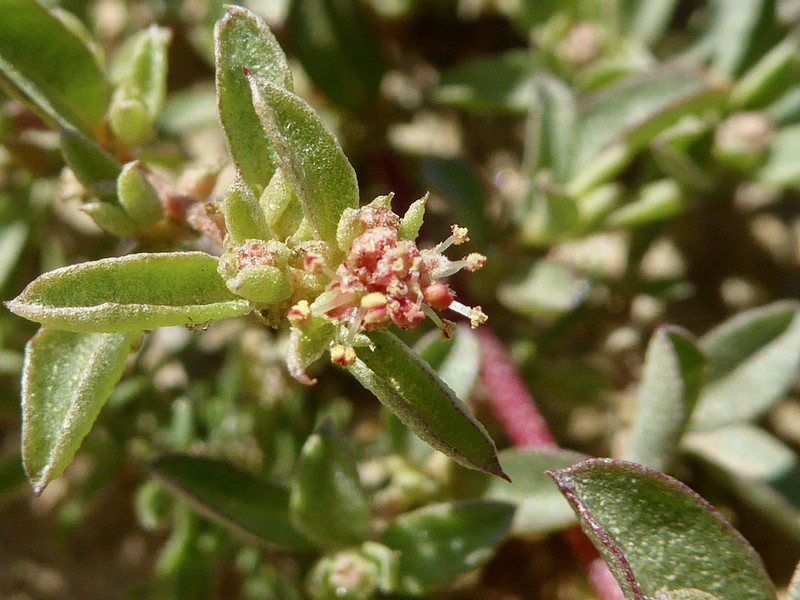 Davidson's Saltbush photo 7