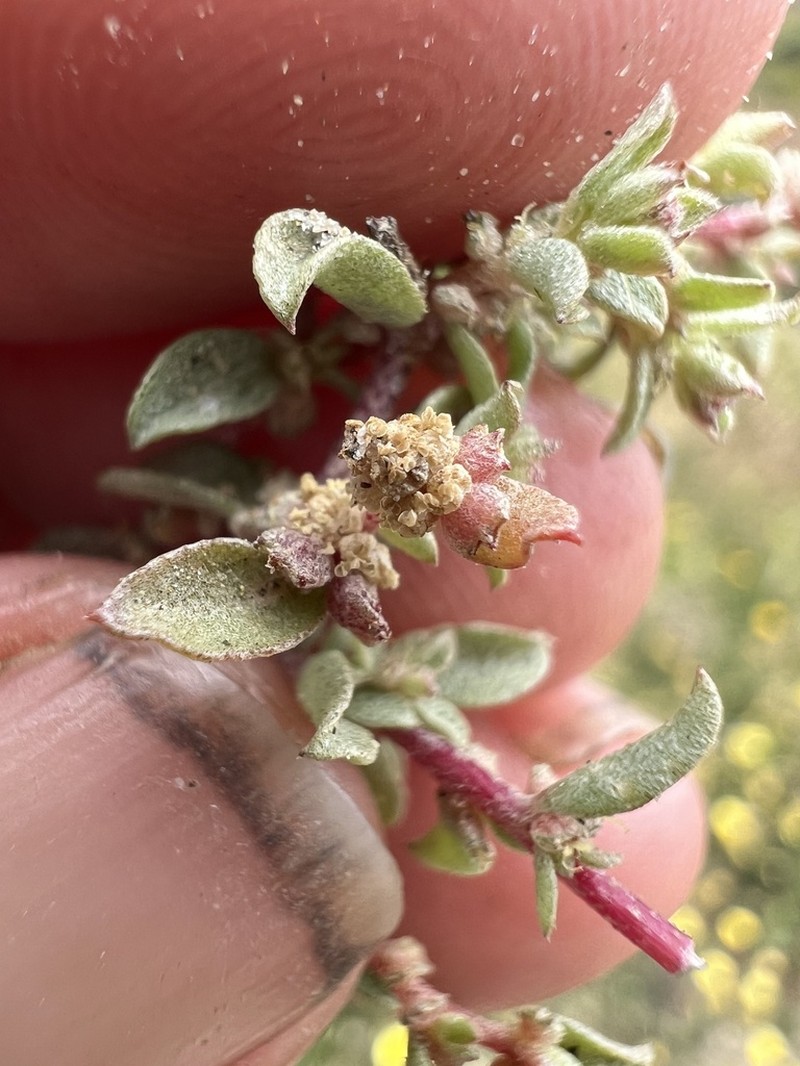 Davidson's Saltbush photo 8