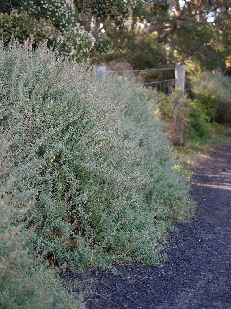 Atriplex paludosa subsp. paludosa