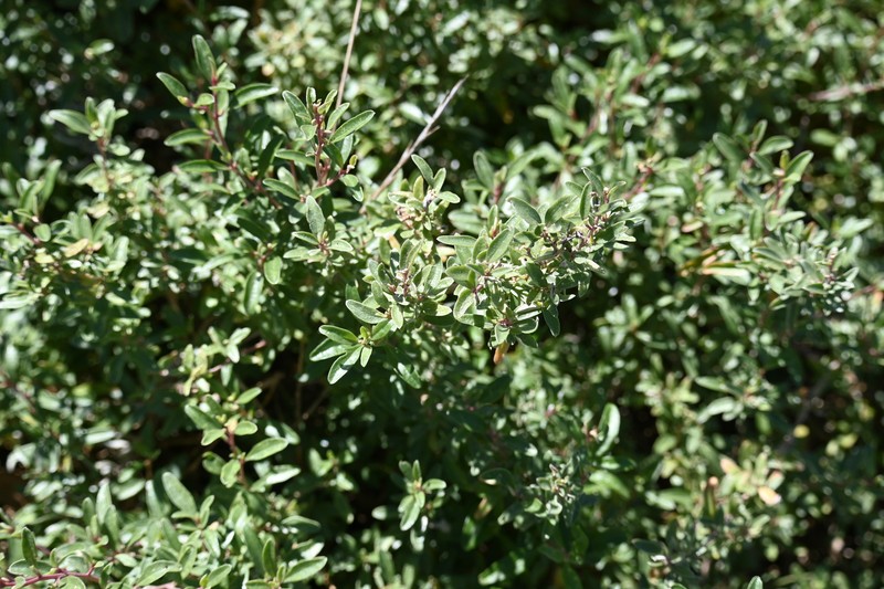 Atriplex paludosa subsp. paludosa photo 2