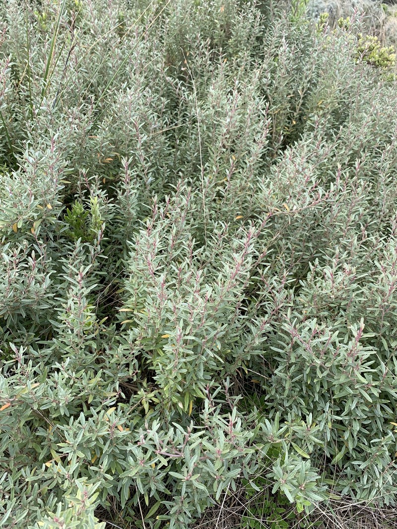 Atriplex paludosa subsp. paludosa photo 3
