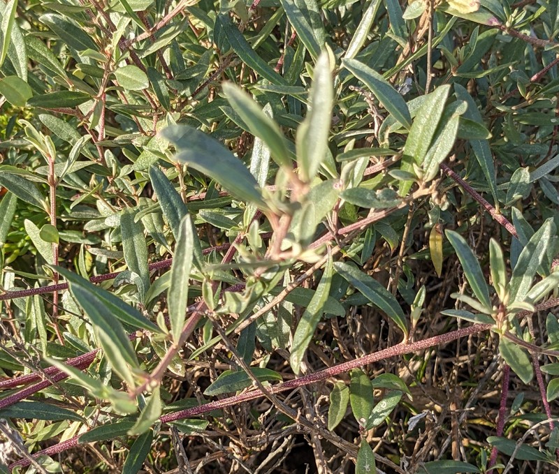 Atriplex paludosa subsp. paludosa photo 4