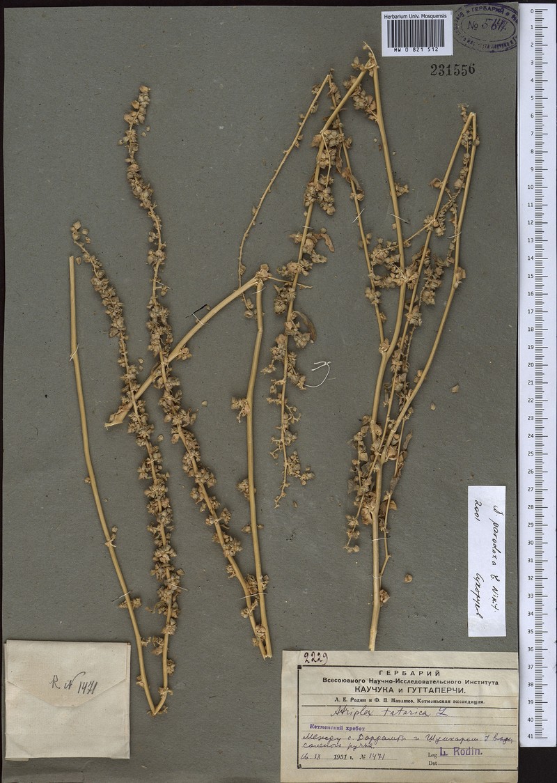 Atriplex paradoxa
