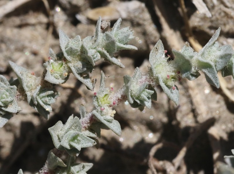 Parish's Saltbush