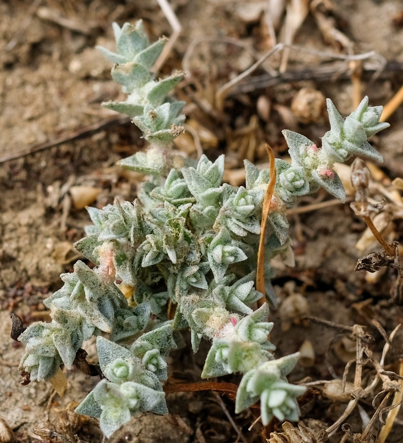 Parish's Saltbush photo 2