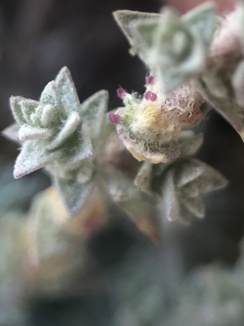 Parish's Saltbush photo 3