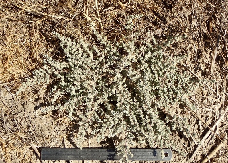 Parish's Saltbush photo 4