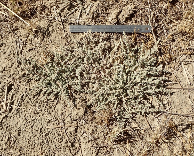 Parish's Saltbush photo 5