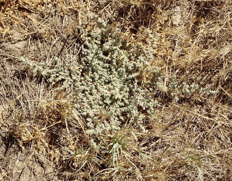 Parish's Saltbush photo 7