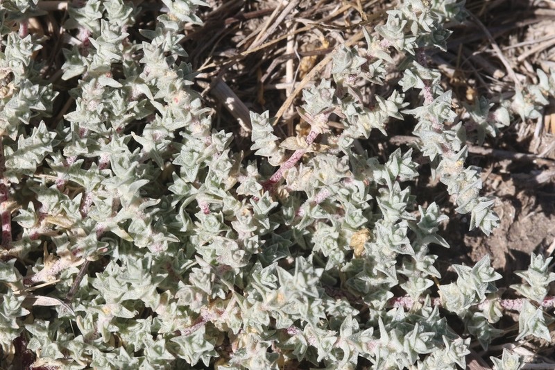Parish's Saltbush photo 8