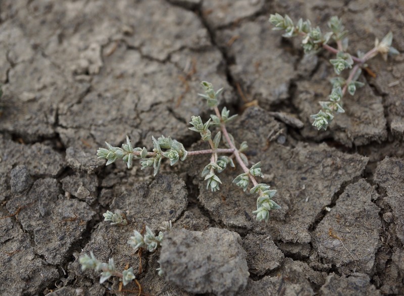 Brittlescale photo 2