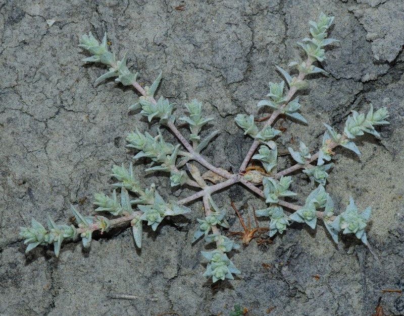 Brittlescale photo 3