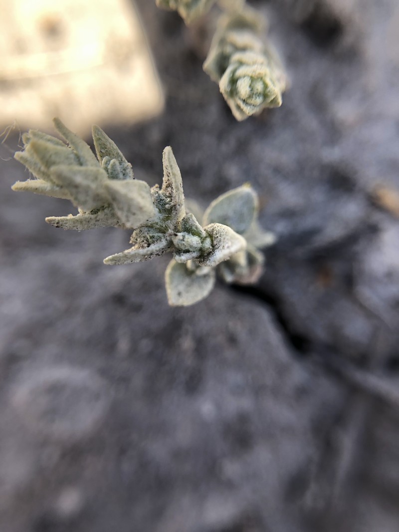 Brittlescale photo 4
