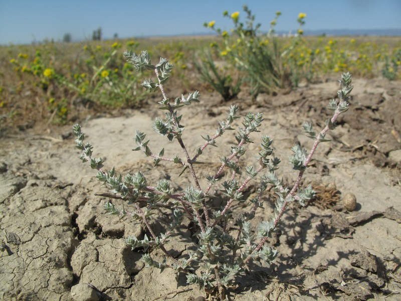 Brittlescale photo 5