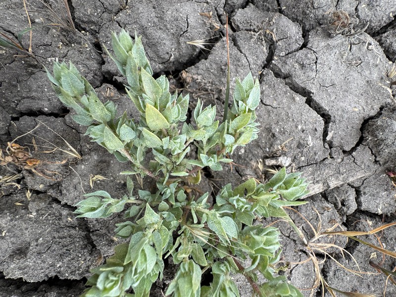 Lesser Saltscale