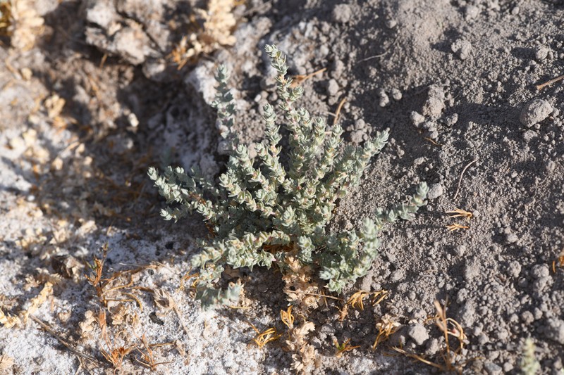 Lesser Saltscale photo 2