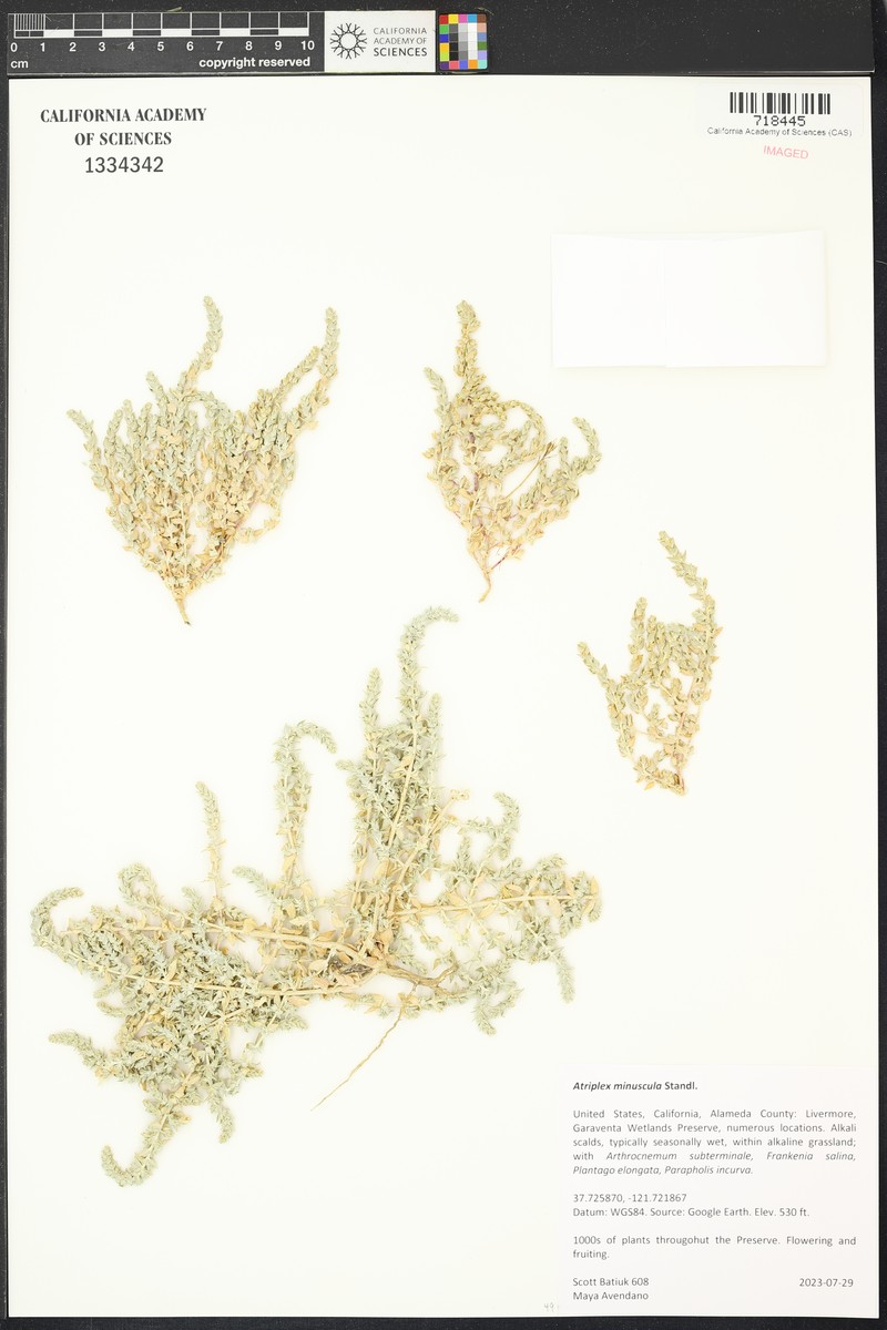 Lesser Saltscale photo 3