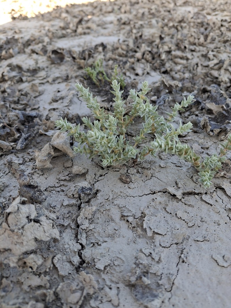 Lesser Saltscale photo 4