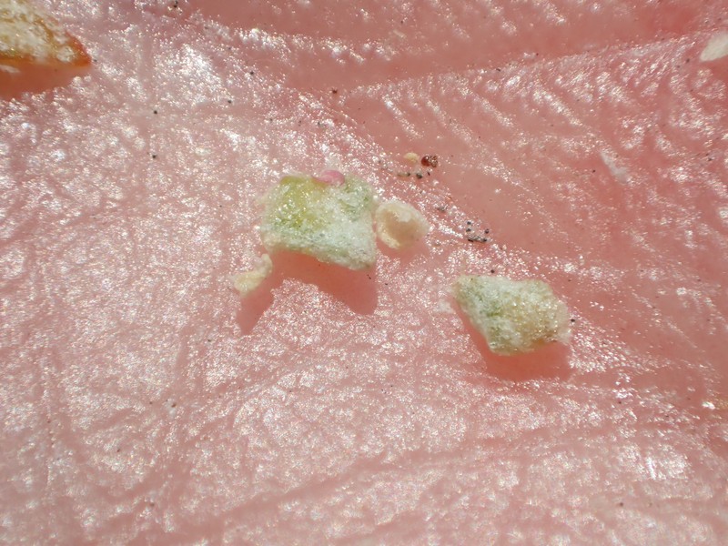 Lesser Saltscale photo 5