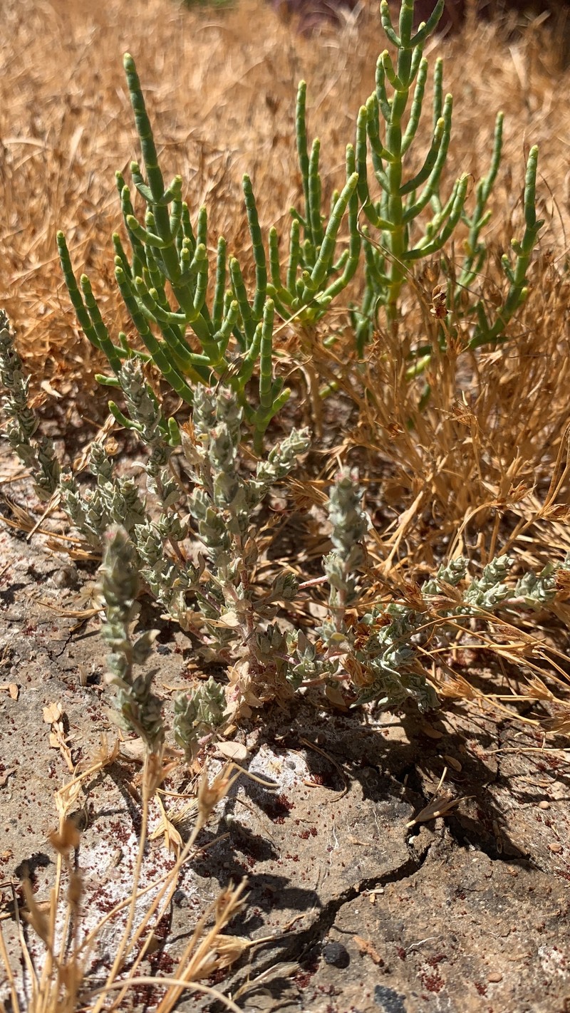 Lesser Saltscale photo 6