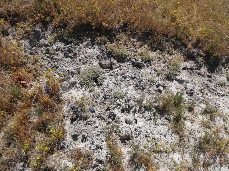 Lesser Saltscale photo 7
