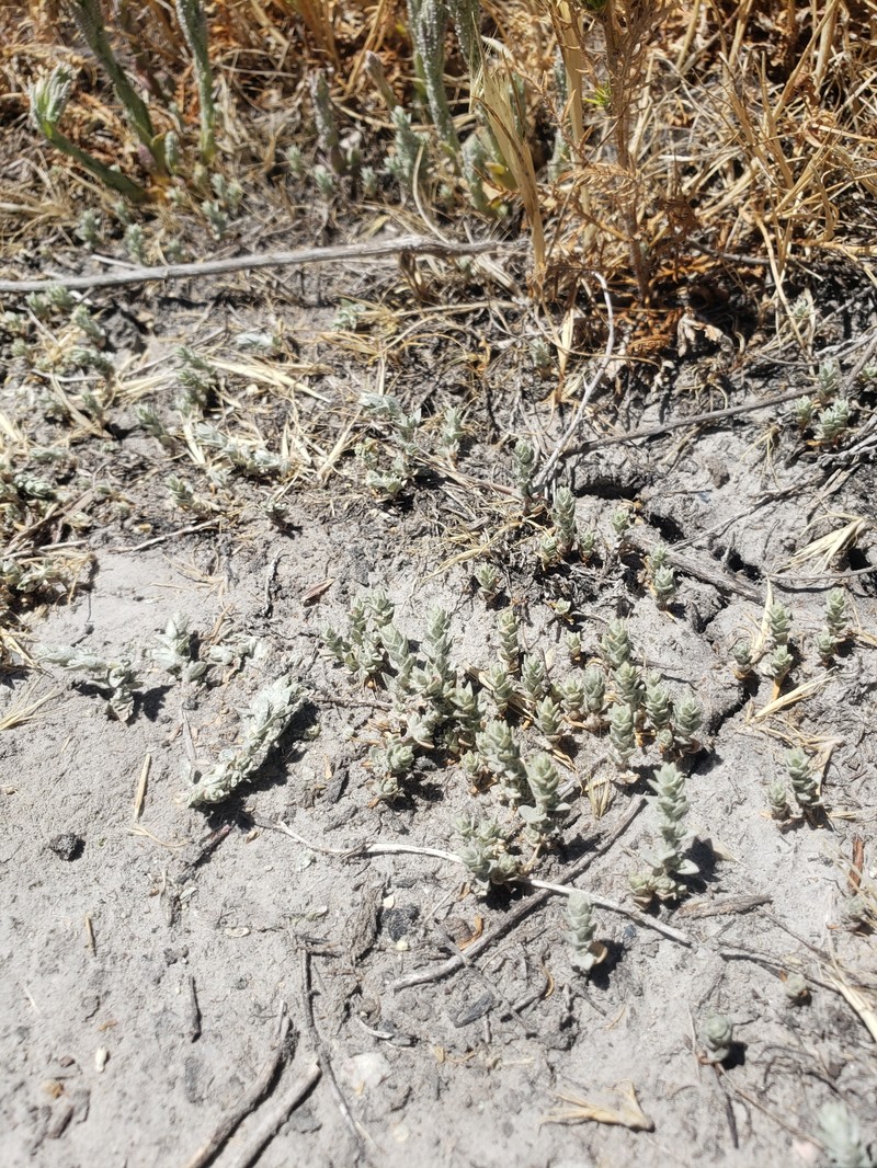 Lesser Saltscale photo 8