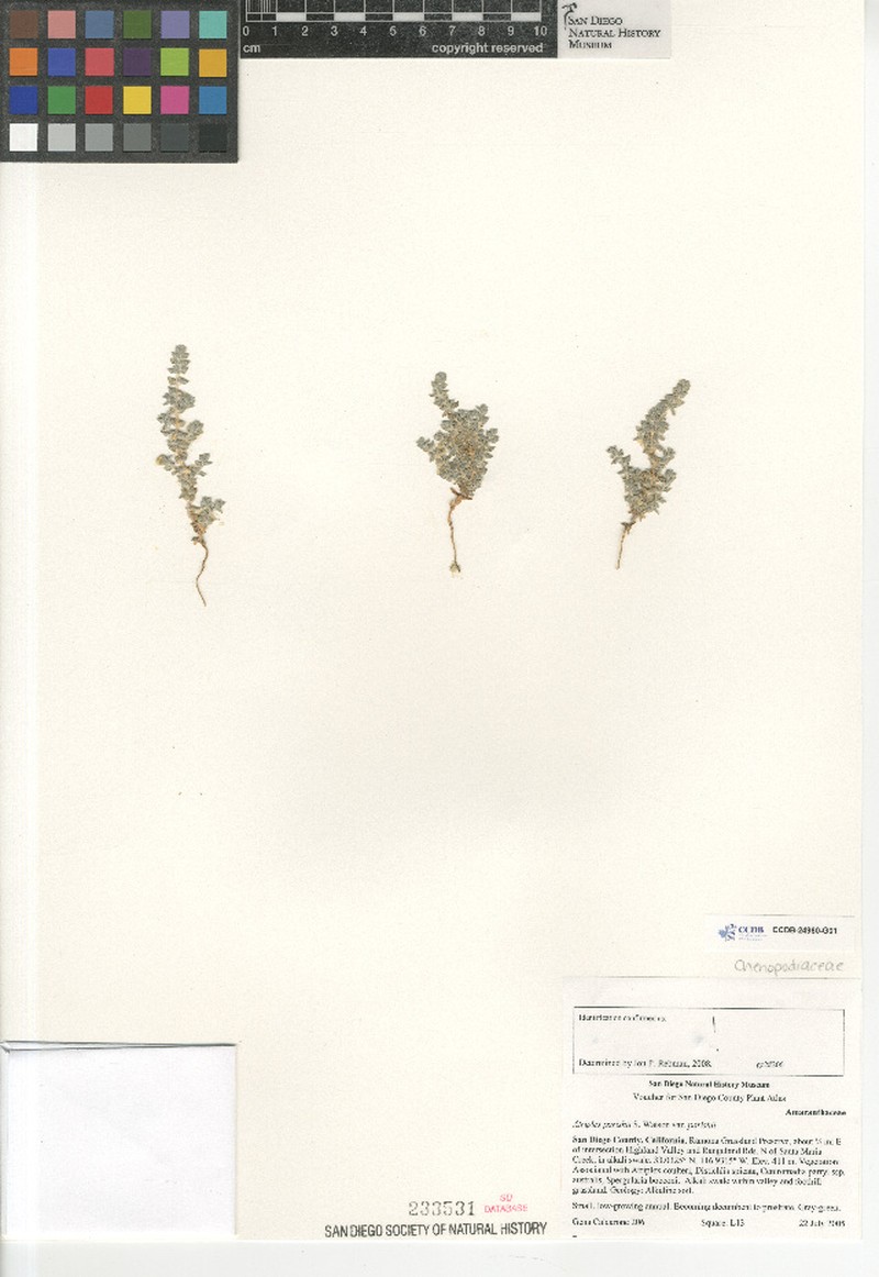 Atriplex parishii var. parishii