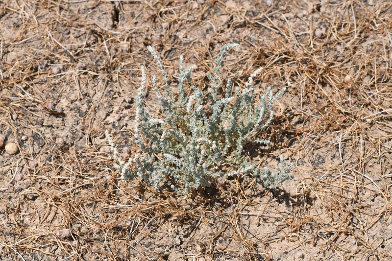 Sacramento Saltbush