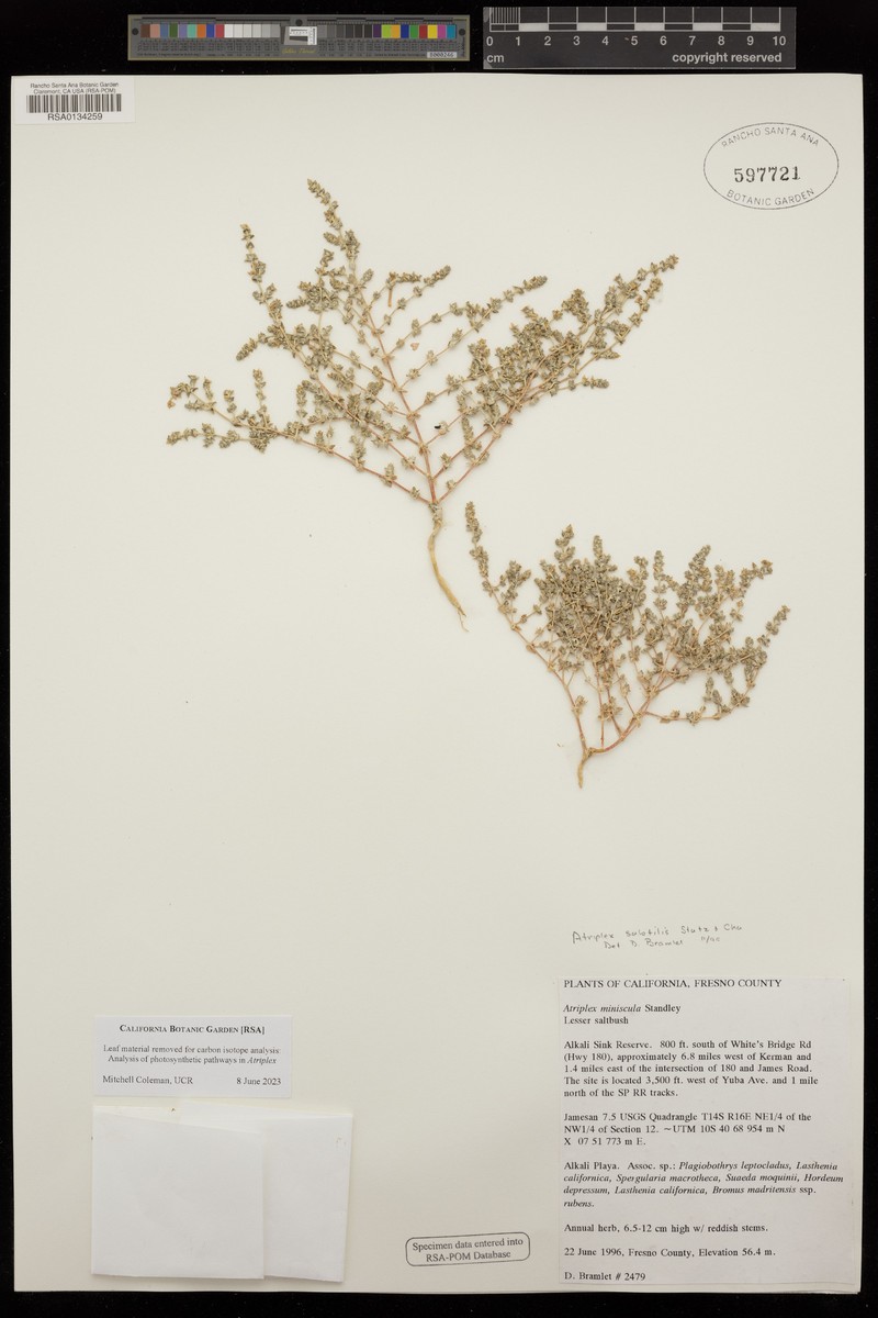 Deltoid-Bract Saltbush