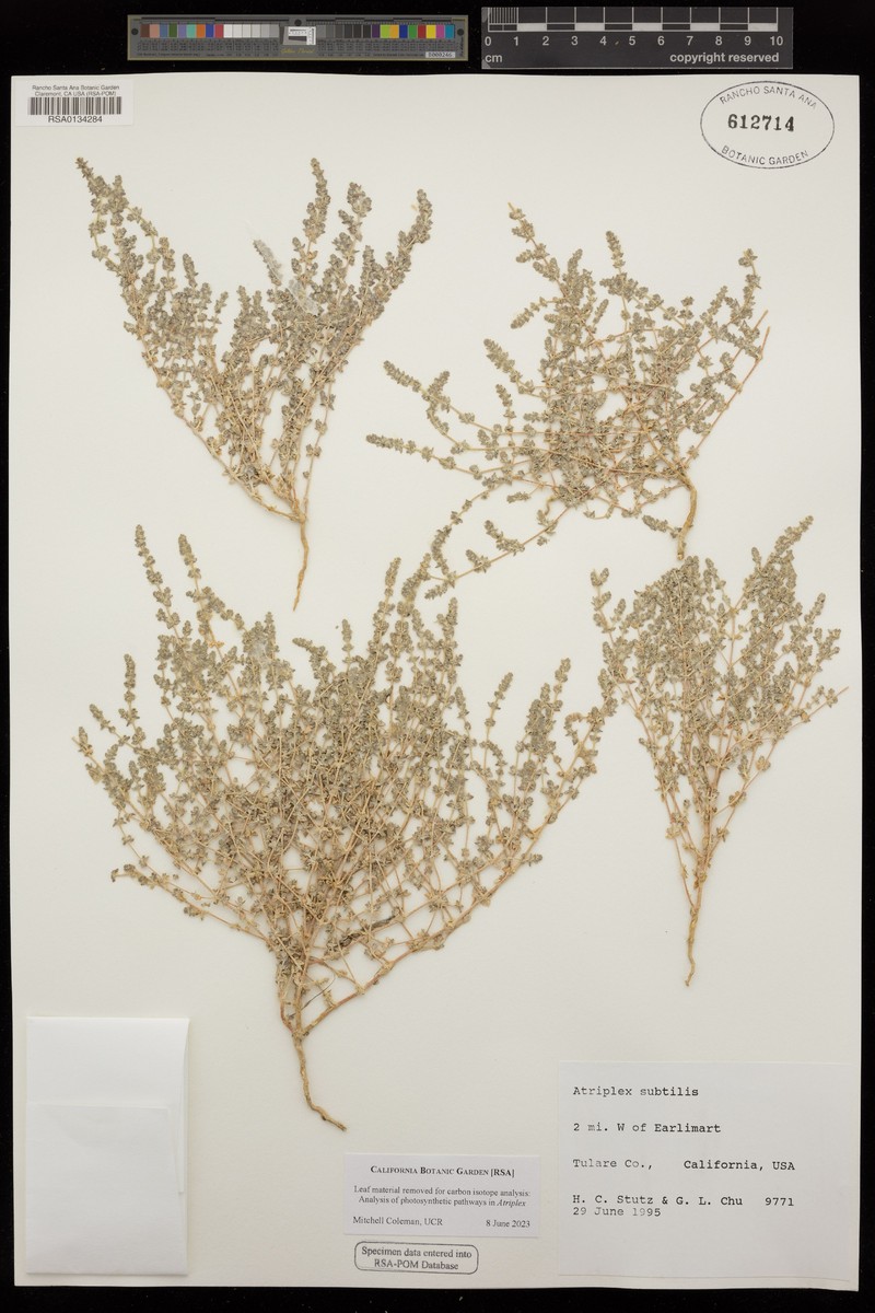Deltoid-Bract Saltbush photo 2
