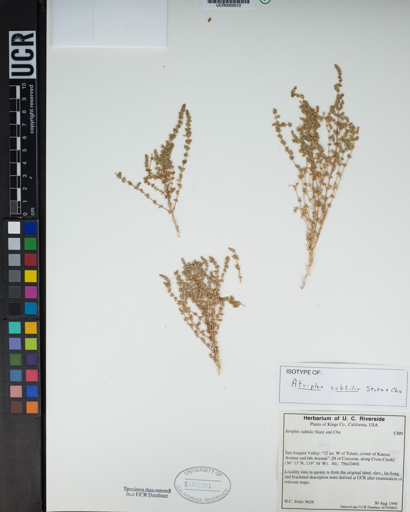 Deltoid-Bract Saltbush photo 3