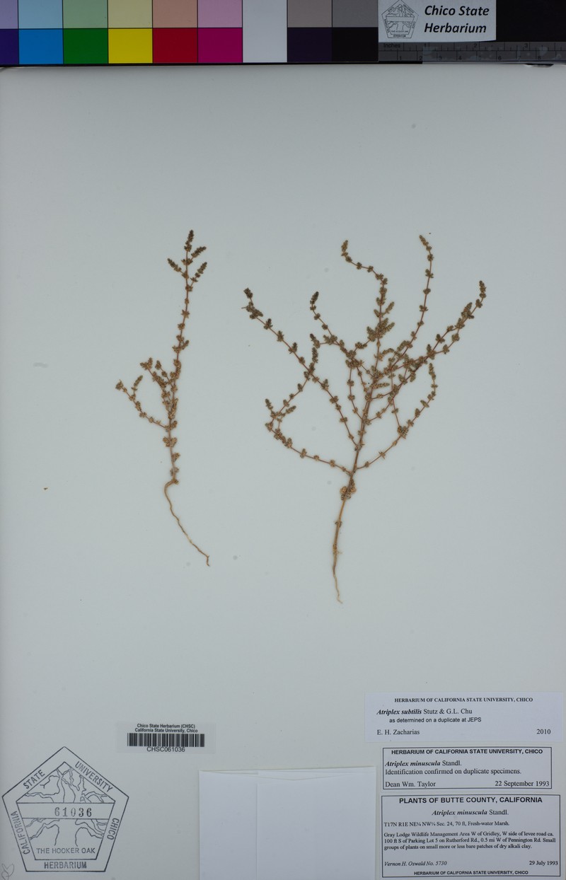 Deltoid-Bract Saltbush photo 4
