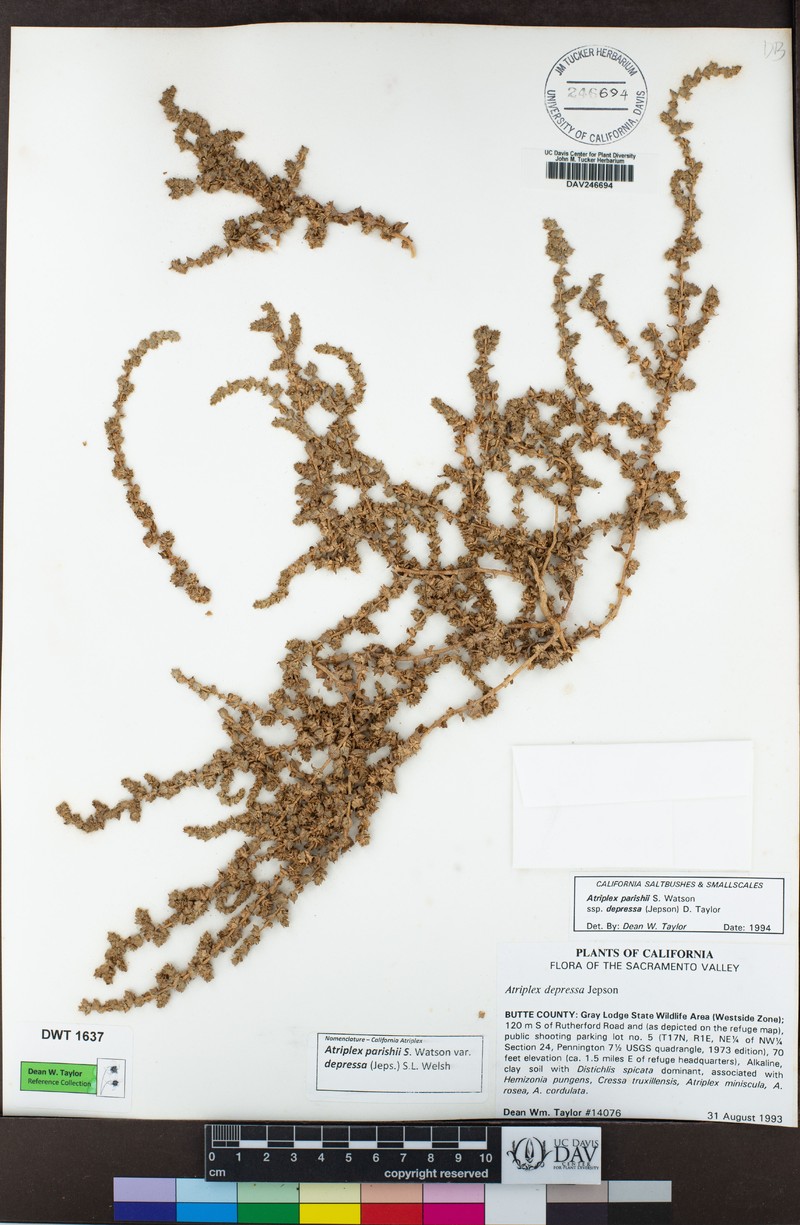 Deltoid-Bract Saltbush photo 5