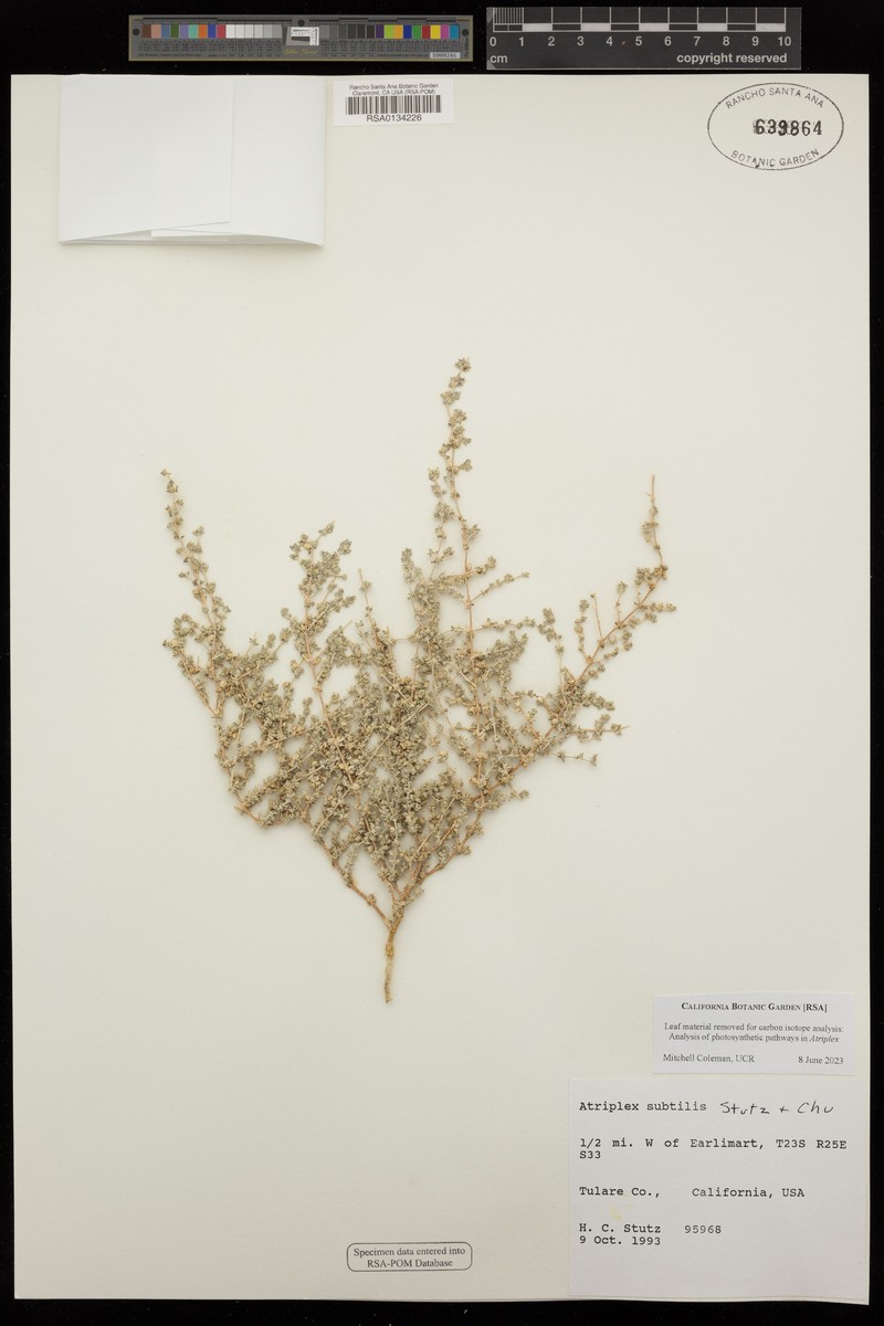 Deltoid-Bract Saltbush photo 6