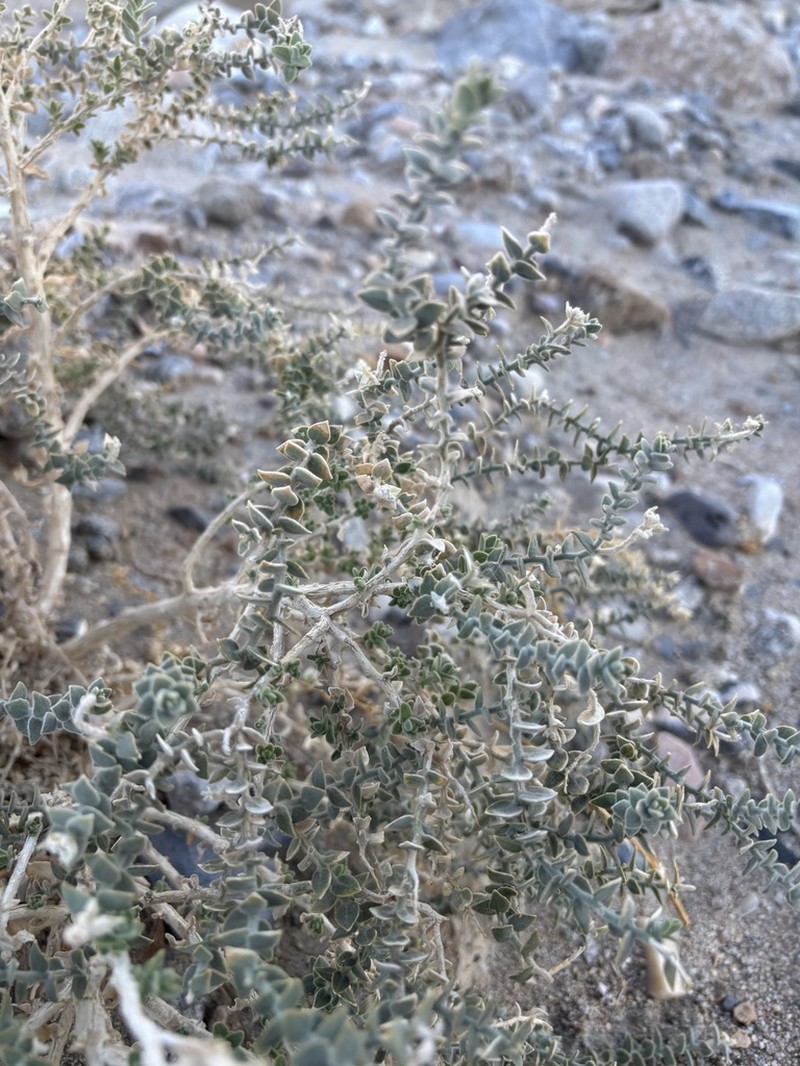 Parry's Saltbush