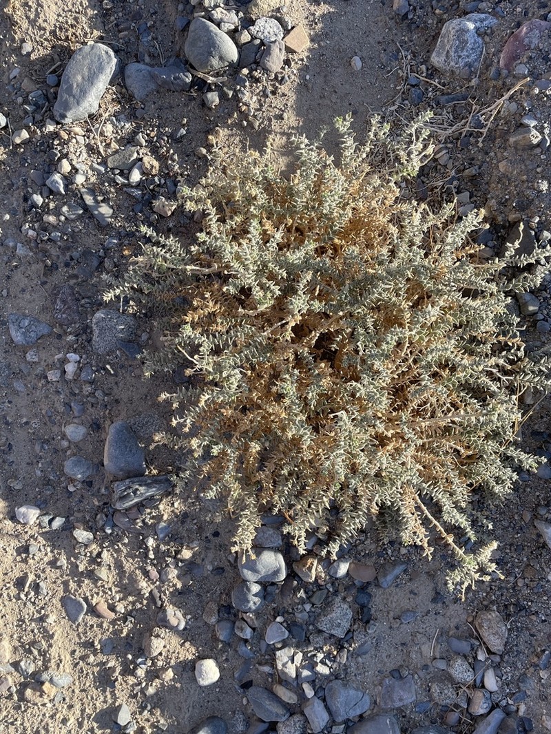Parry's Saltbush photo 2