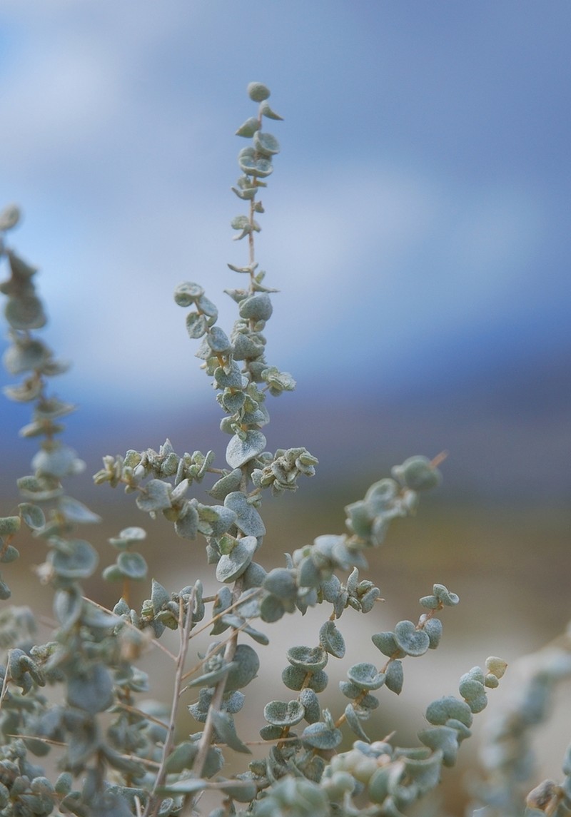 Parry's Saltbush photo 3