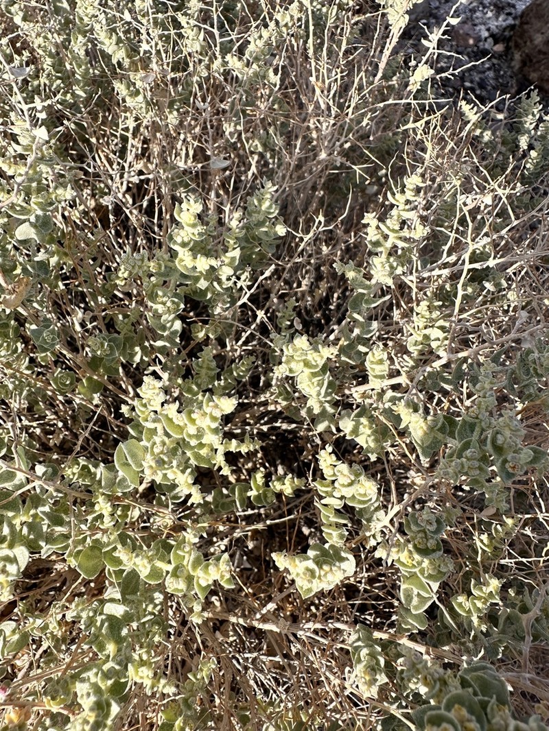 Parry's Saltbush photo 4