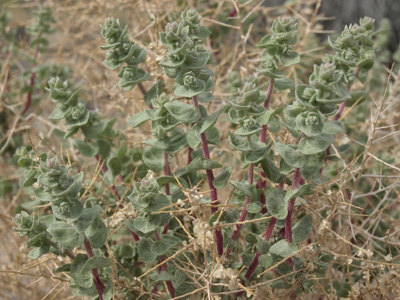 Parry's Saltbush photo 5